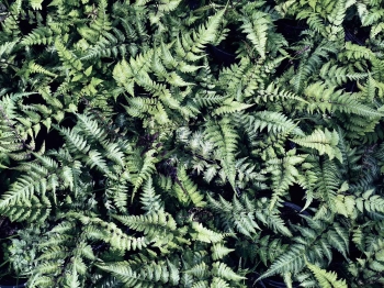Wietlica japońska 'Metallicum' - Athyrium niponicum 'Metallicum'