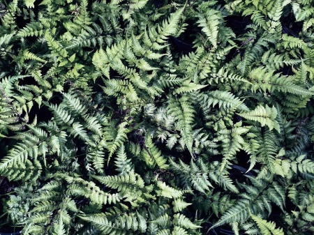 Wietlica japońska 'Metallicum' - Athyrium niponicum 'Metallicum'