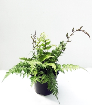 Wietlica japońska 'Metallicum' - Athyrium niponicum 'Metallicum'