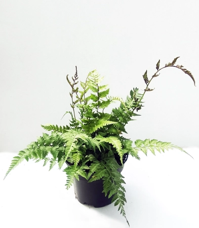 Wietlica japońska 'Metallicum' - Athyrium niponicum 'Metallicum'