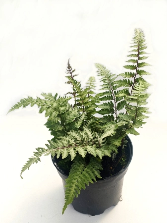 Wietlica japońska 'Burgundy Lace' - Athyrium niponicum 'Burgundy Lace'