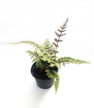 Wietlica japońska 'Burgundy Lace' - Athyrium niponicum 'Burgundy Lace'