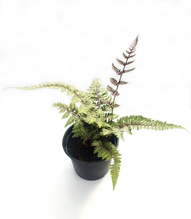 Wietlica japońska 'Burgundy Lace' - Athyrium niponicum 'Burgundy Lace'