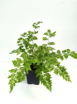 Wietlica samicza 'Vernoniae' - Athyrium filix-femina 'Vernoniae'