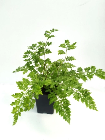 Wietlica samicza 'Vernoniae' - Athyrium filix-femina 'Vernoniae'