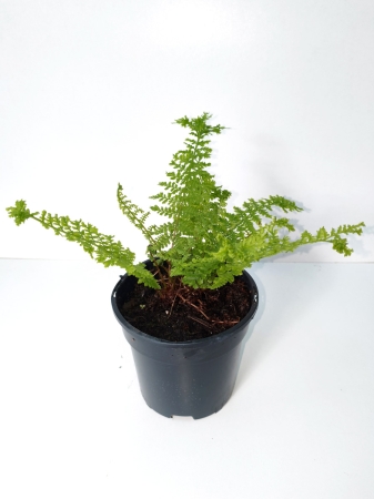 Wietlica samicza 'Rotstiel Grandiceps' - Athyrium filix-femina 'Rotstiel Grandiceps'
