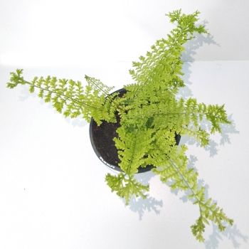 Wietlica samicza 'Rotstiel Grandiceps' - Athyrium filix-femina 'Rotstiel Grandiceps'