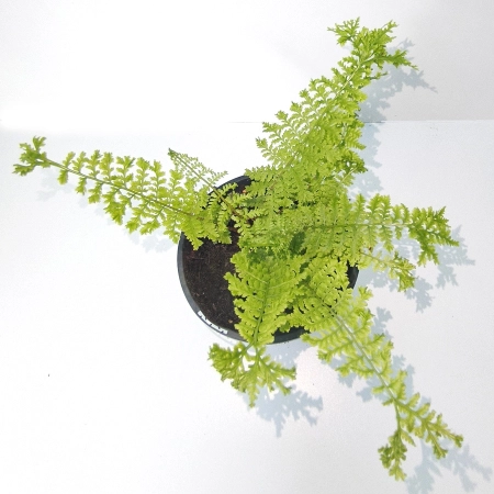 Wietlica samicza 'Rotstiel Grandiceps' - Athyrium filix-femina 'Rotstiel Grandiceps'