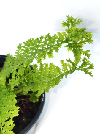 Wietlica samicza 'Rotstiel Grandiceps' - Athyrium filix-femina 'Rotstiel Grandiceps'