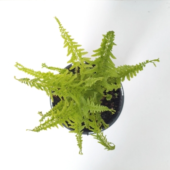 Wietlica samicza 'Victoriae' - Athyrium filix-femina 'Victoriae'