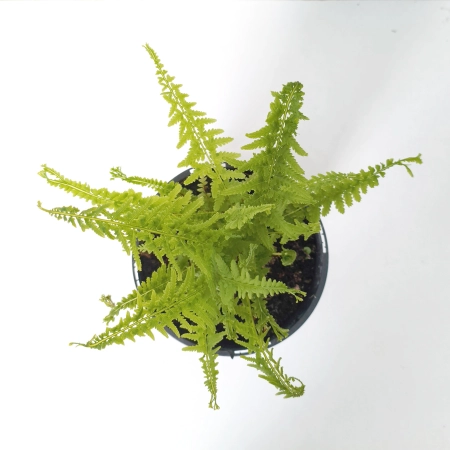 Wietlica samicza 'Victoriae' - Athyrium filix-femina 'Victoriae'
