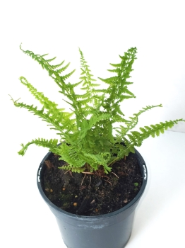 Wietlica samicza 'Victoriae' - Athyrium filix-femina 'Victoriae'