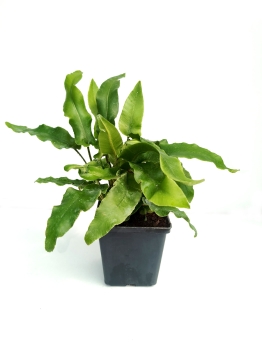 Języcznik zwyczajny 'Undulata' - Asplenium scolopendrium 'Undulata'