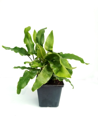 Języcznik zwyczajny 'Undulata' - Asplenium scolopendrium 'Undulata'