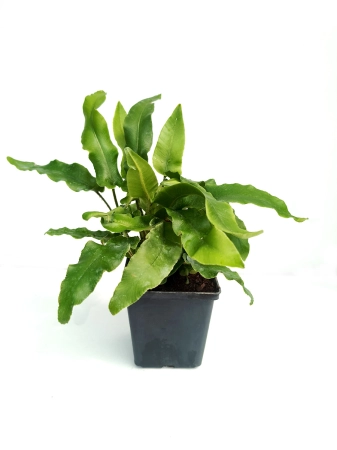 Języcznik zwyczajny 'Undulata' - Asplenium scolopendrium 'Undulata'