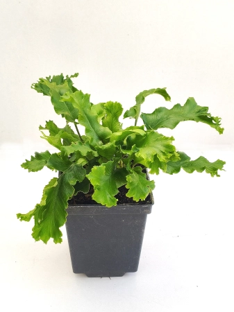 Języcznik zwyczajny 'Cristata' - Asplenium scolopendrium 'Cristata'