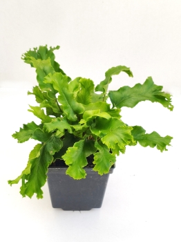 Języcznik zwyczajny 'Cristata' - Asplenium scolopendrium 'Cristata'