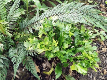 Języcznik zwyczajny 'Cristata' - Asplenium scolopendrium 'Cristata'