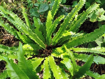 Języcznik zwyczajny 'Angustifolia' - Asplenium scolopendrium 'Angustifolia'