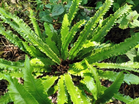 Języcznik zwyczajny 'Angustifolia' - Asplenium scolopendrium 'Angustifolia'