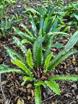 Języcznik zwyczajny 'Angustifolia' - Asplenium scolopendrium 'Angustifolia'