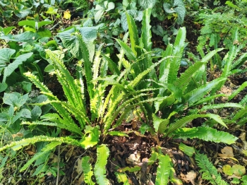 Języcznik zwyczajny 'Angustifolia' - Asplenium scolopendrium 'Angustifolia'