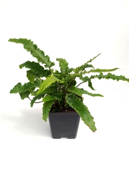 Języcznik zwyczajny 'Angustifolia' - Asplenium scolopendrium 'Angustifolia'