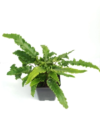Języcznik zwyczajny 'Angustifolia' - Asplenium scolopendrium 'Angustifolia'