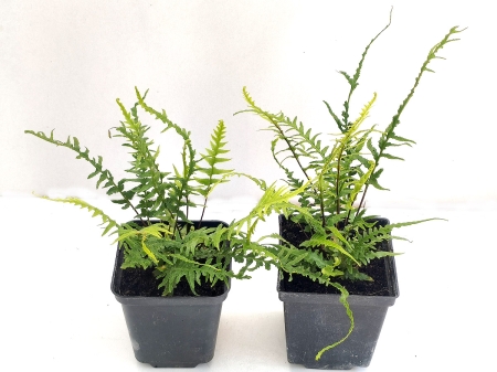 Zanokcica hebanowa - Asplenium ebenoides