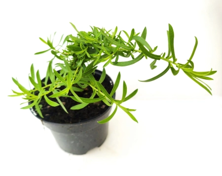 Aster ametystowy 'JS Trendwende' PBR - Aster × amethystinus 'JS Trendwende' PBR