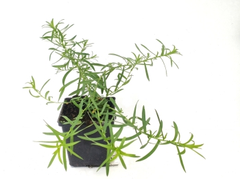 Aster ametystowy 'JS Trendwende' PBR - Aster × amethystinus 'JS Trendwende' PBR
