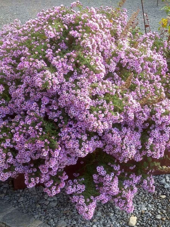 Aster ametystowy 'JS Trendwende' PBR - Aster × amethystinus 'JS Trendwende' PBR