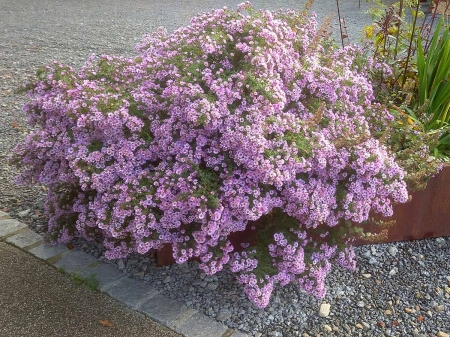 Aster ametystowy 'JS Trendwende' PBR - Aster × amethystinus 'JS Trendwende' PBR