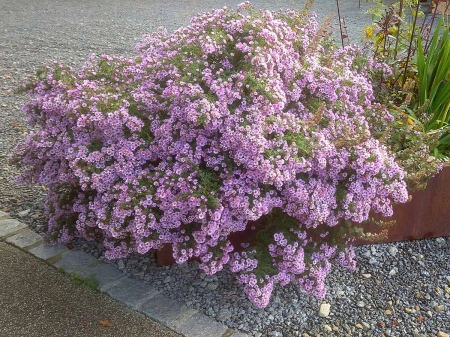 Aster ametystowy 'JS Trendwende' PBR - Aster × amethystinus 'JS Trendwende' PBR