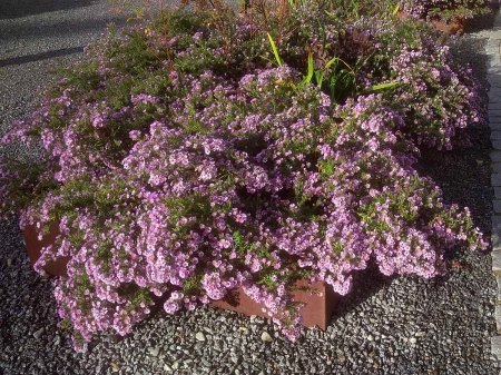 Aster ametystowy 'JS Trendwende' PBR - Aster × amethystinus 'JS Trendwende' PBR