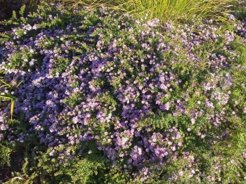 Aster ametystowy 'JS Trendwende' PBR - Aster × amethystinus 'JS Trendwende' PBR