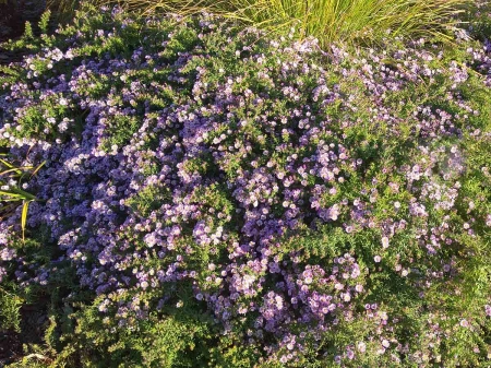 Aster ametystowy 'JS Trendwende' PBR - Aster × amethystinus 'JS Trendwende' PBR