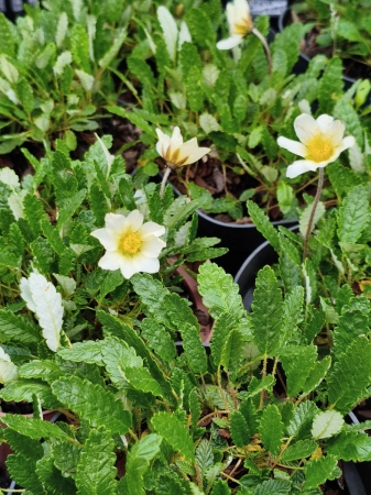 Dębik ośmiopłatkowy - Dryas octopetala