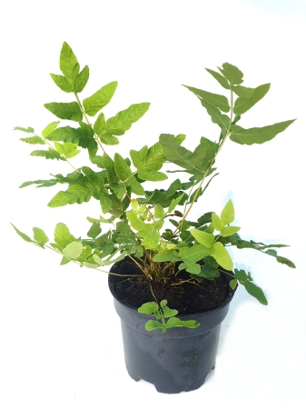 Długosz królewski Purpurascens' - Osmunda regalis 'Purpurascens'
