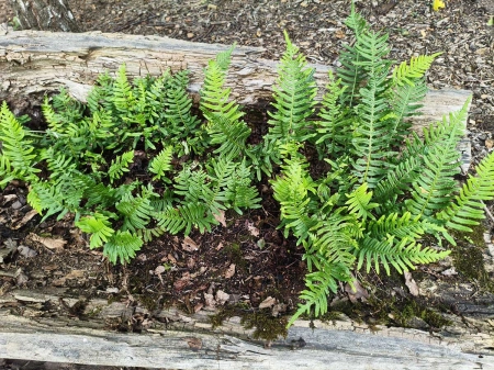 Paprotka zwyczajna - Polypodium vulgare