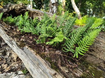 Paprotka zwyczajna - Polypodium vulgare