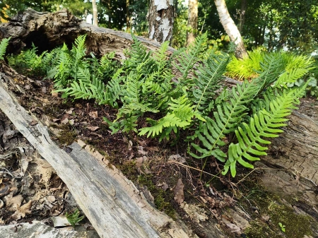 Paprotka zwyczajna - Polypodium vulgare