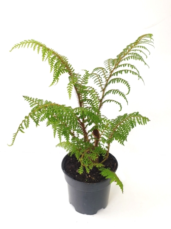 Paproć drzewiasta - Cyathea tomentosissima