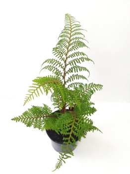Paproć drzewiasta - Cyathea tomentosissima