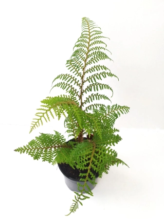 Paproć drzewiasta - Cyathea tomentosissima