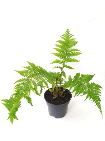 Paproć drzewiasta - Sphaeropteris cooperi