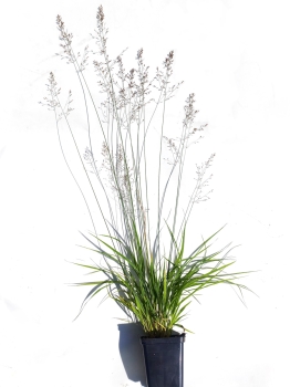 Trzęślica modra 'Banshee' PBR - Molinia caerulea 'Banshee' PBR