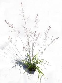 Trzęślica modra 'Banshee' PBR - Molinia caerulea 'Banshee' PBR