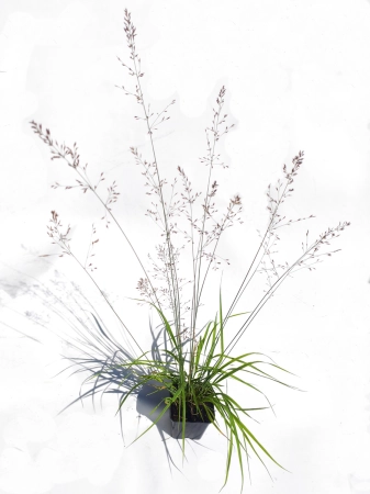 Trzęślica modra 'Banshee' PBR - Molinia caerulea 'Banshee' PBR