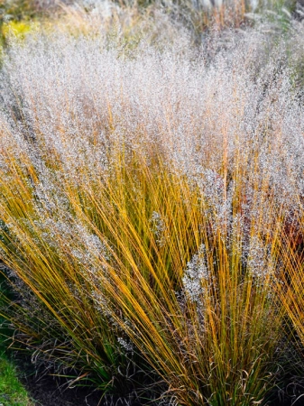 Molinia BANSHEE PBR